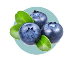 Bilberry ingredient visual