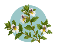 Eyebright ingredient visual